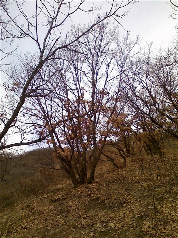 元寶楓叢生12-14公分圖片/元寶楓叢生12-14公分樣板圖 (3)