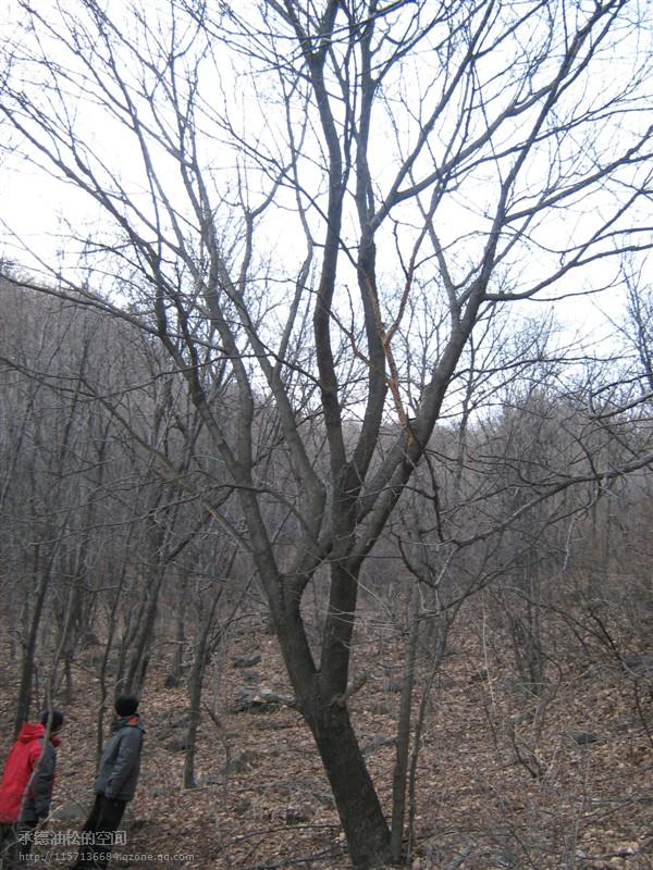 供應(yīng)“五角楓”河北承德苗木