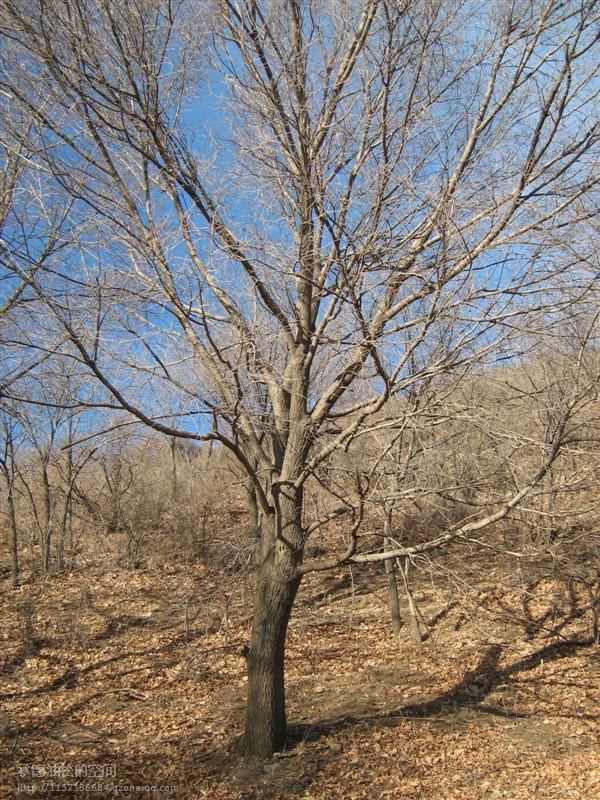 供應(yīng)“五角楓”批發(fā)河北苗木