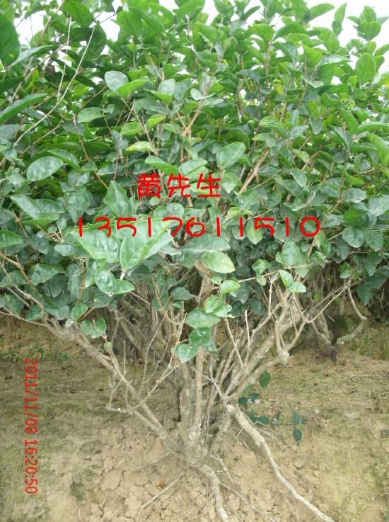 7到10年大叢優(yōu)質(zhì)茉莉花苗圖片