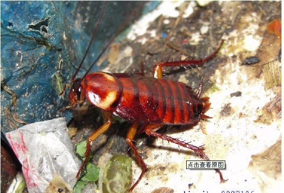 供應(yīng)白蟻出沒 澳華防白蟻公司教市民怎么防蟻