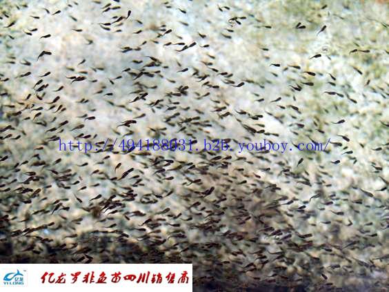 供應(yīng)羅非魚(yú)苗I鯽魚(yú)宏豐2號(hào)=