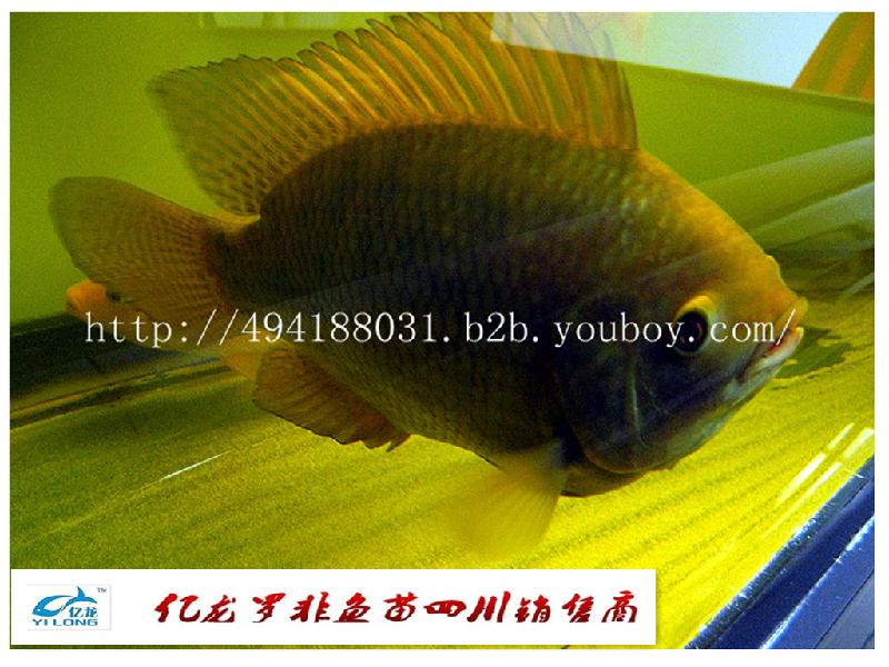 供應(yīng)綿陽羅非魚豐產(chǎn)鯽魚水花魚苗商品魚@