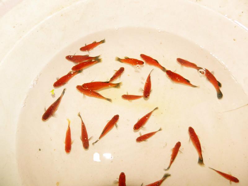 供應(yīng)紅斑馬-=、