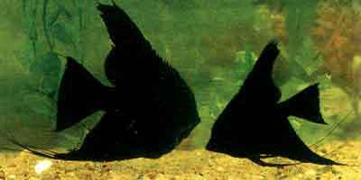 供應(yīng)墨燕大號(hào)=-、