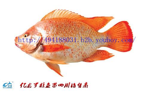 供應(yīng)廣安羅非魚鯽魚苗水花商品成魚@