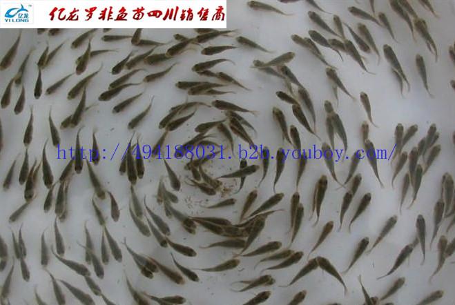 宜賓羅非魚苗商品羅非魚圖片