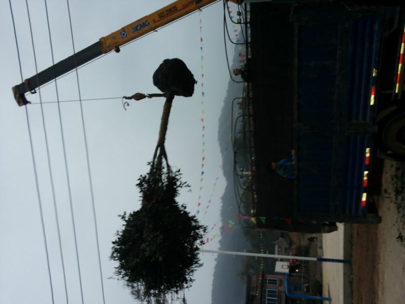 八月桂種苗圖片