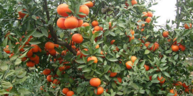 供應(yīng)荔浦沙糖桔苗那里好，桂林沙糖桔苗那里*質(zhì)