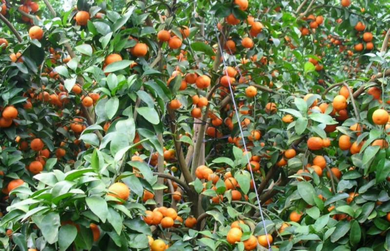 供應(yīng)荔浦沙糖桔果苗