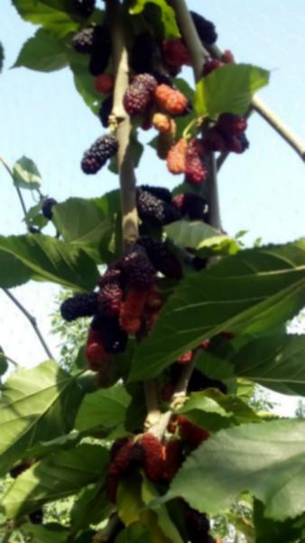 供應(yīng)果桑苗網(wǎng)