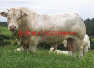 供應(yīng)山東哪里有賣黑麥草種子的