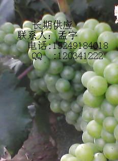 供應(yīng)提供優(yōu)質(zhì)巨峰葡萄歡迎垂詢選購