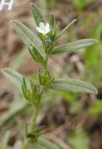 供應(yīng)紫草提取物