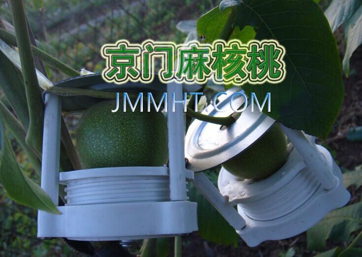 供應(yīng)淶水麻核桃麒麟紋官帽樹苗