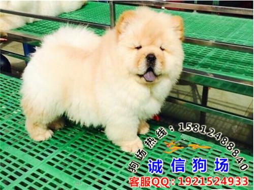 供应广州什么地方有卖纯种松狮犬 广州边度有出售松狮犬