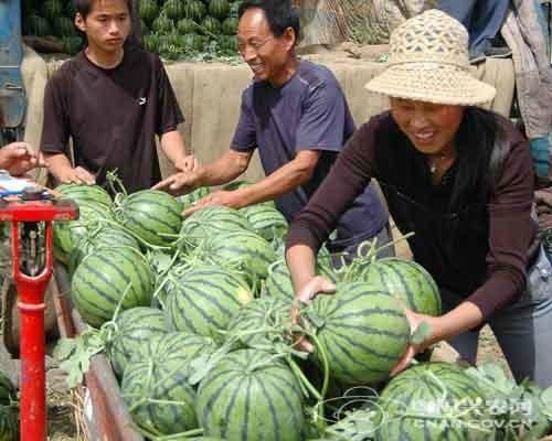 山东西瓜价格 山东大棚西瓜价格