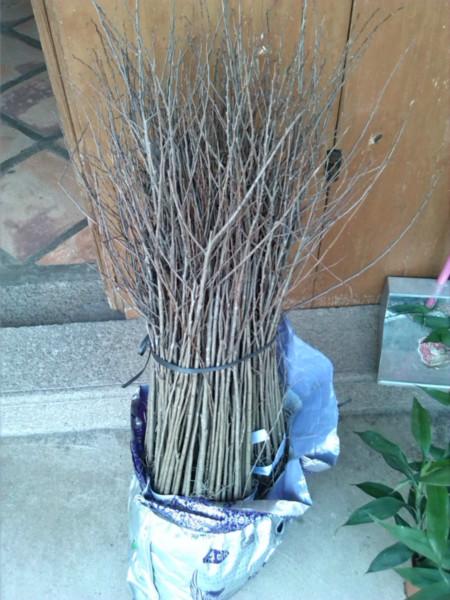 番荔枝圖片/番荔枝樣板圖 (3)