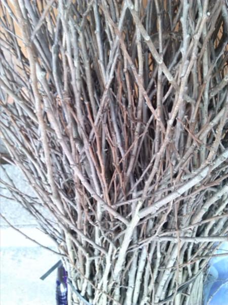 番荔枝圖片/番荔枝樣板圖 (2)