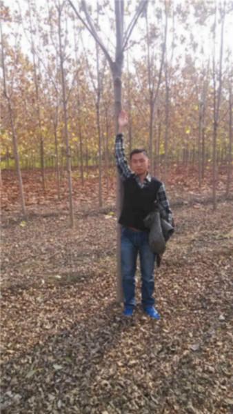 供應(yīng)7公分速生白蠟