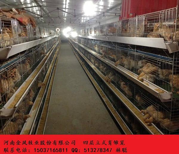 供應(yīng)四層立式育雛雞籠 河南金鳳四層立式育雛雞籠養(yǎng)雞設(shè)備