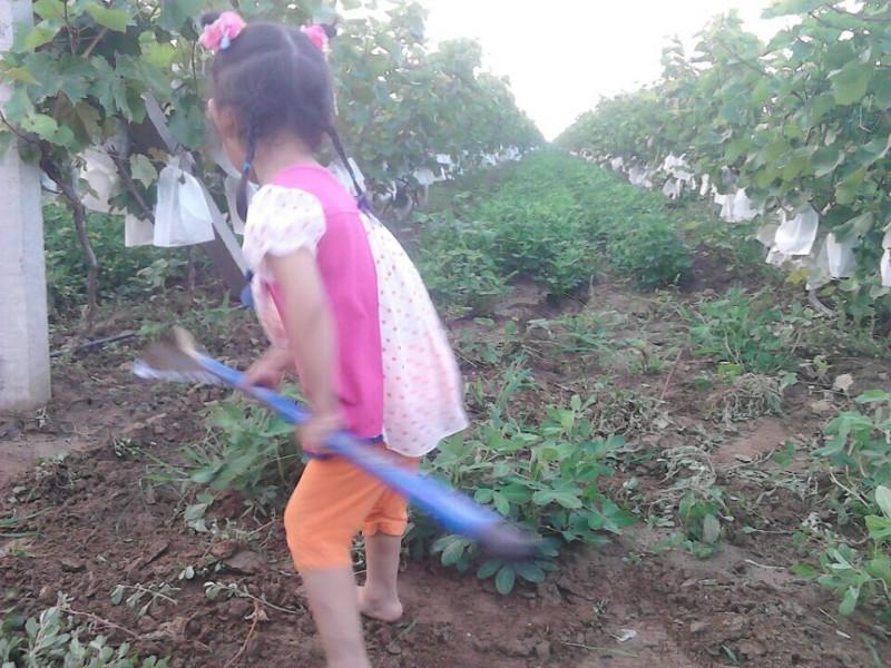 供應(yīng)河北石家莊釀酒葡萄采摘園 優(yōu)質(zhì)釀酒葡萄 黑葡萄 紅酒世家