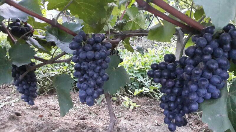 十月一黃金周采摘葡萄釀酒葡萄采摘，在哪里可以購買石家莊靈壽縣五岳寨