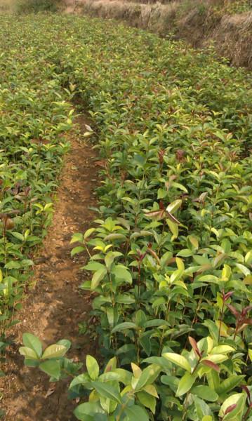 桂花苗基地  歡迎來電咨詢合作