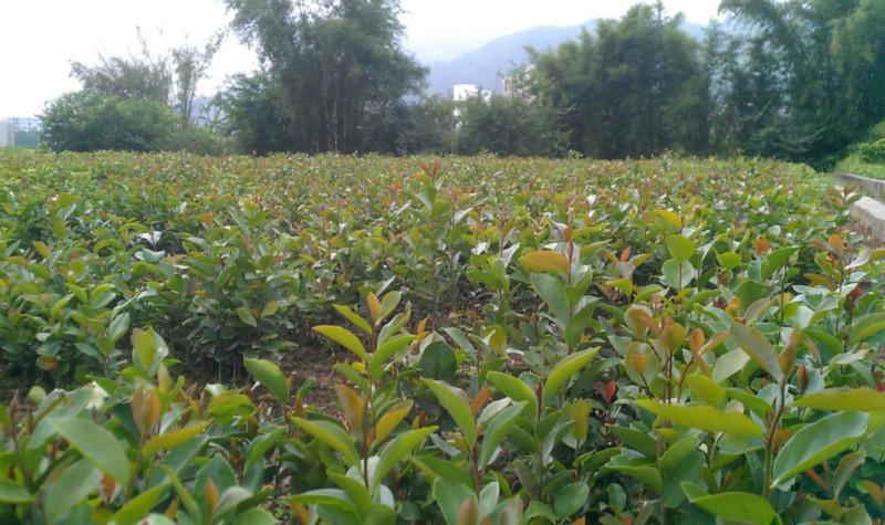 供应高产软枝苗茶厂家，高产软枝苗茶企业，高产软枝苗茶生产商图片