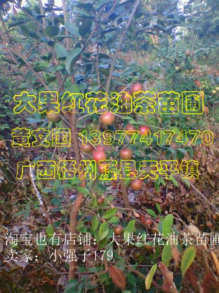 供應軟枝油茶嫁接苗價格，軟枝油茶嫁接苗廠家，軟枝油茶嫁接苗供應商