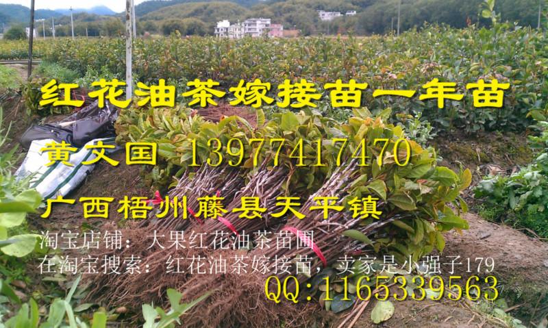 供应大果红花油茶苗繁育基地，广西大果红花油茶繁殖基地图片