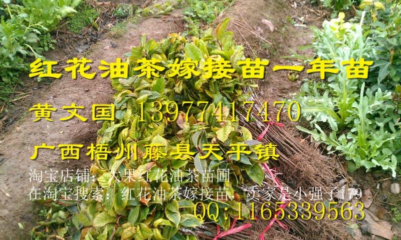 紅花油茶嫁接苗B圖片