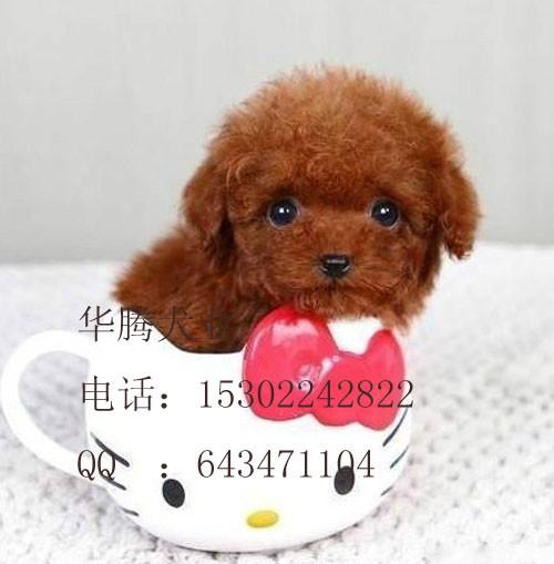 供應(yīng)泰迪熊價(jià)格 紅色泰迪熊犬價(jià)錢(qián) 泰迪熊犬多少錢(qián) 泰迪熊犬好養(yǎng)嗎
