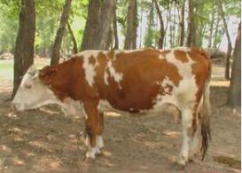 山東西門(mén)塔爾牛圖片/山東西門(mén)塔爾牛樣板圖 (3)