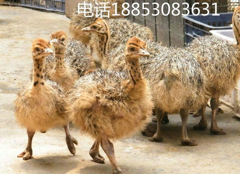 供應(yīng)鴕鳥鴕鳥蛋鴕鳥苗