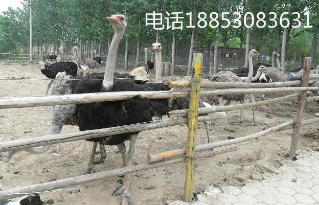 供應(yīng)鴕鳥鴕鳥蛋鴕鳥苗