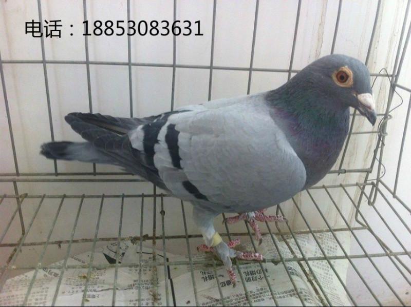 供應(yīng)信鴿賽鴿觀(guān)賞鴿