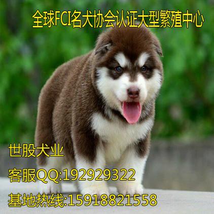 广州边度有卖阿拉斯加 广州哪里有卖阿拉斯加犬图片