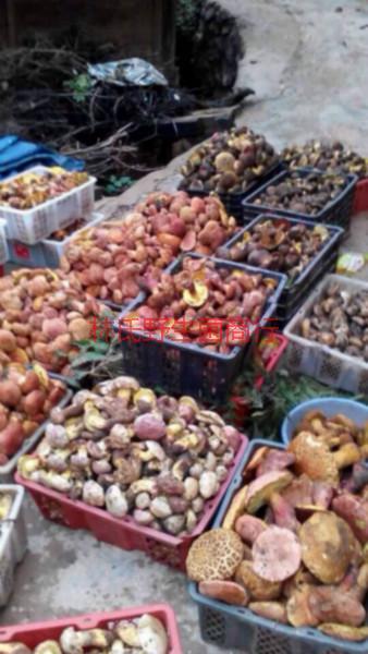 供應(yīng)新鮮*菌批發(fā)哪里有，佛山新鮮*菌批發(fā)，新鮮*菌批發(fā)報(bào)價(jià)