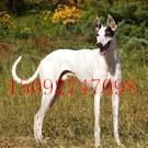 常年供應(yīng)獵兔犬 那里有純種靈緹犬 純種獵兔犬價格純種格力犬幼犬多