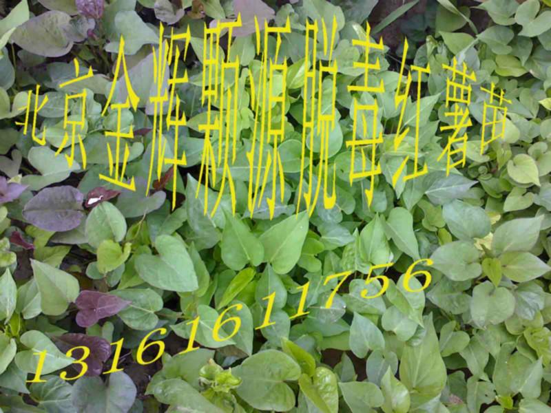 供應(yīng)種子地瓜紫薯種子紫薯的獨特功效及營養(yǎng)價值