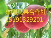 供應(yīng)陜西毛桃產(chǎn)地價格-中華桃王毛桃基地價格