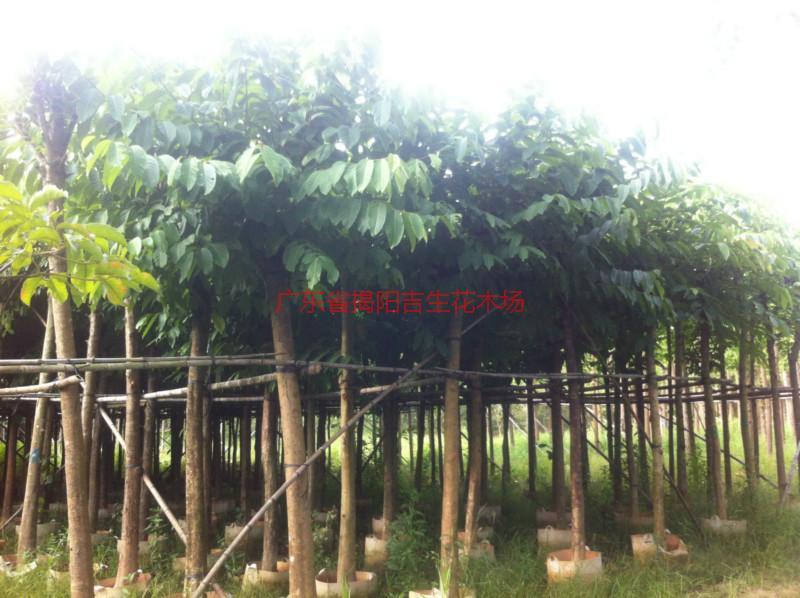 供應(yīng)紅花紫荊6公分袋苗、紅花紫荊7公分袋苗、紅花紫荊批發(fā)