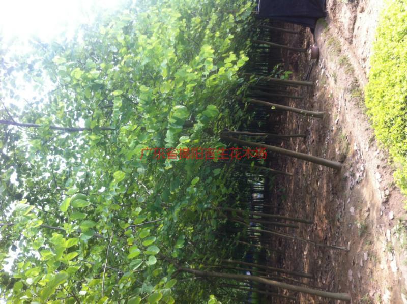 紫荊圖片/紫荊樣板圖 (2)