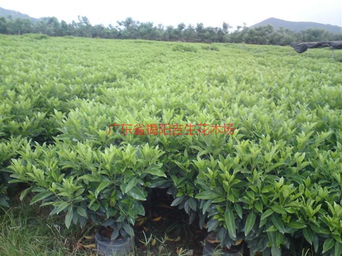 供應(yīng)普寧非洲茉莉供應(yīng)商非洲茉莉大量批發(fā)￥非洲茉莉產(chǎn)地批發(fā)