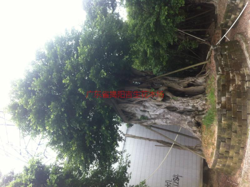 供應(yīng)5公分菩提榕供應(yīng)、5公分菩提榕批發(fā)、5公分菩提榕大量供應(yīng)