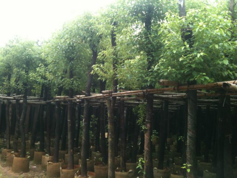 供應(yīng)陰香小苗批發(fā)￥香樟小苗批發(fā)￥黃蘭、白玉蘭小苗批發(fā)