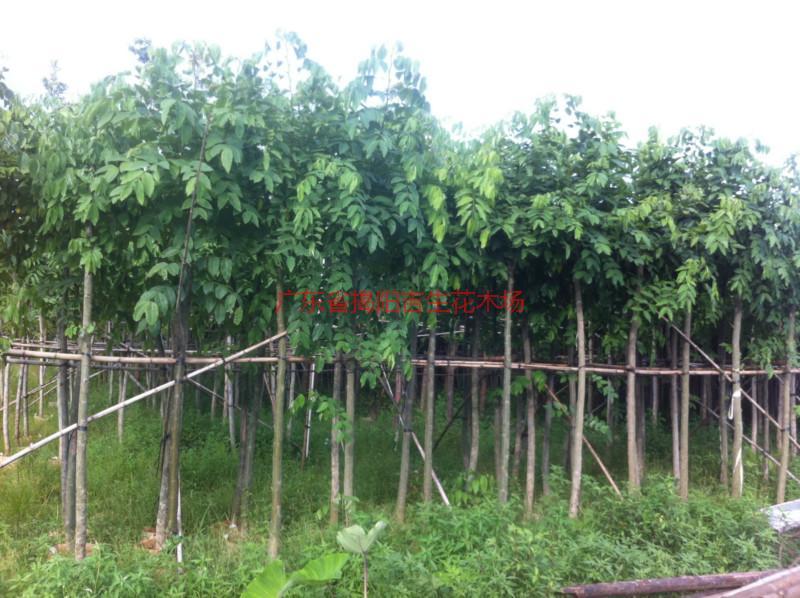 供應(yīng)紅花紫荊6公分袋苗、紅花紫荊7公分袋苗、紅花紫荊批發(fā)