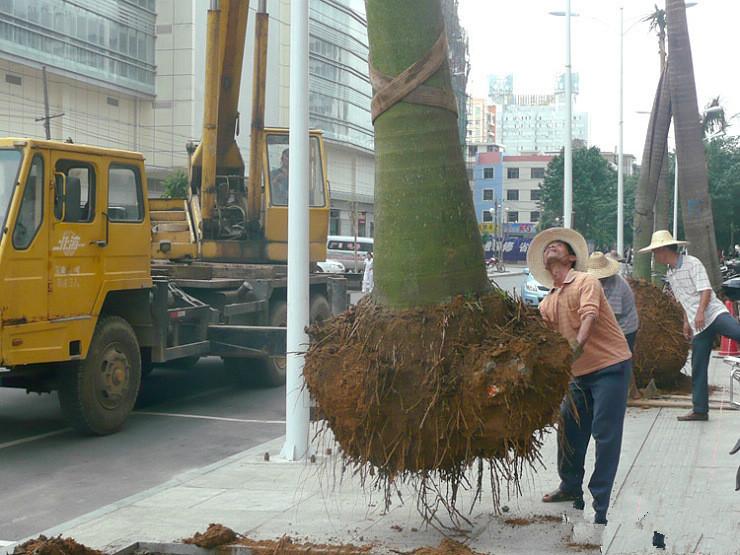 上海8噸汽車吊出租嘉定區(qū)吊車出租圖片