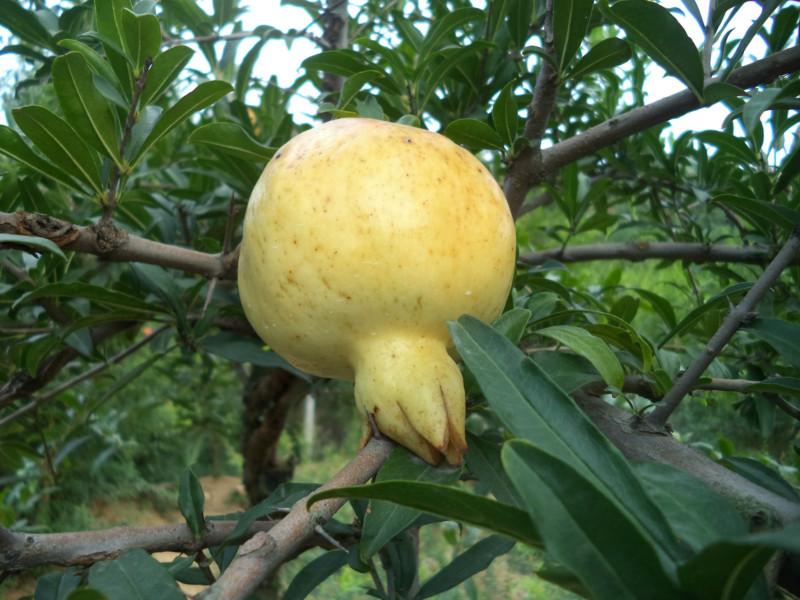 供應安徽蚌埠青石榴批發(fā)，安徽青石榴價格，安徽青石榴